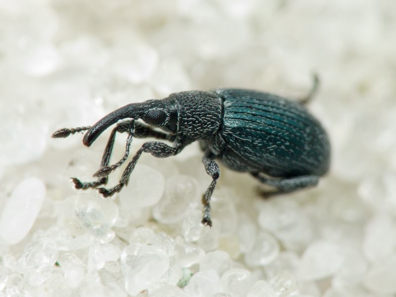 Ceratapion (Ceratapion) gibbirostre (Gyllenhal, 1813)
